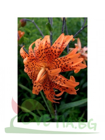 Лилиум ' Lancifolium Flore Pleno'LL39